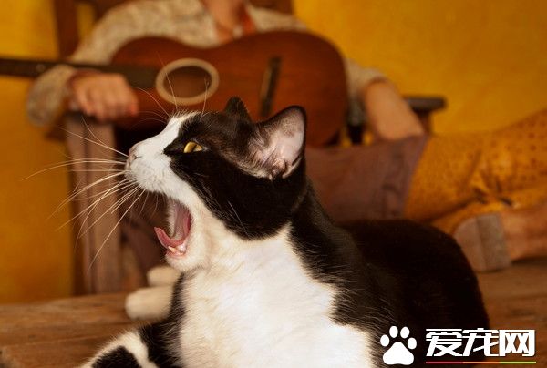 野猫携带致命病毒 流浪街头1年杀死24亿只鸟