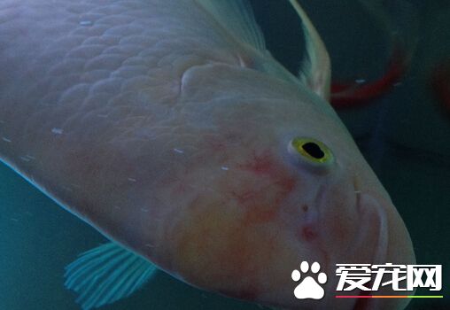 招财鱼全身红血丝 一定要正确改善水质