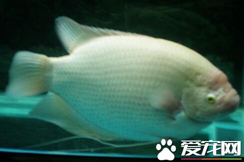 红眼招财鱼多少钱 成年鱼在350元左右