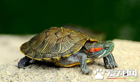 乌龟鼻孔外伤 将患部消毒后涂抹红霉素软膏