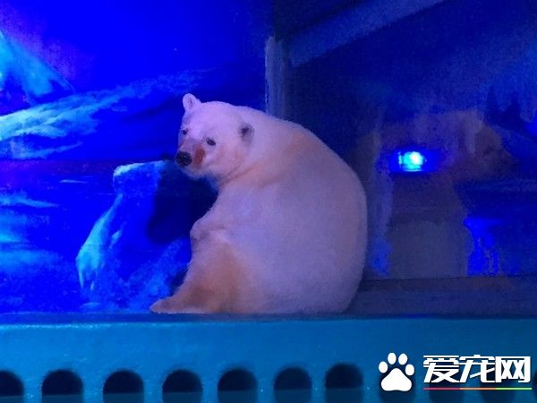 养出悲伤北极熊还扩建 广州恶商场将引进熊猫