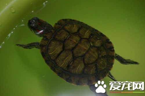 乌龟腹泻 乌龟的活动场所用二氧化氯消毒