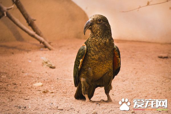 啄羊鹦鹉面临3威胁剩1000只 铅中毒问题最棘手