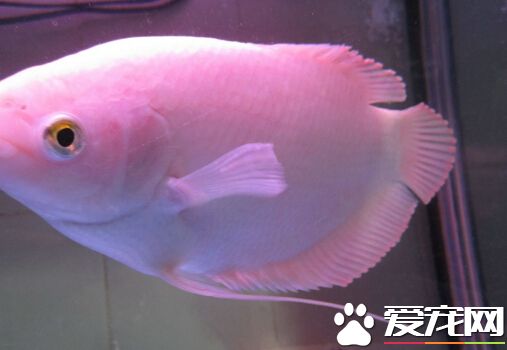 招财鱼烂身怎么办 其预防及治疗的方法