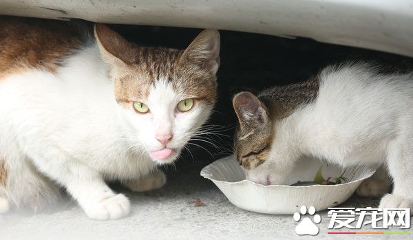 野猫携带致命病毒 流浪街头1年杀死24亿只鸟