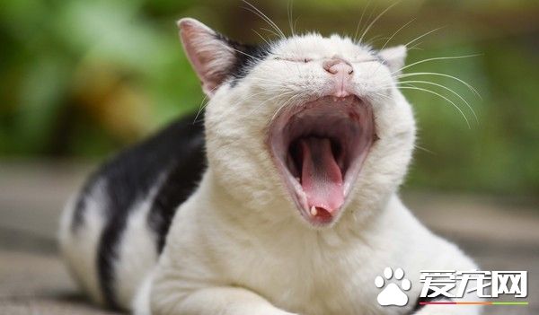 野猫携带致命病毒 流浪街头1年杀死24亿只鸟