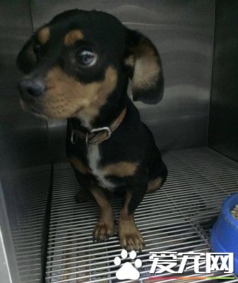 假借寄宿将狗弃置动物医院 身障男留假资料失联