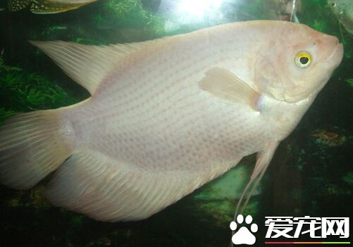 招财鱼不吃鱼食 不吃食的原因及解决方法