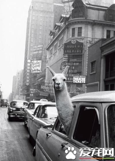 可爱的羊驼，上个世纪70年代就有了