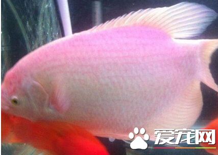 招财鱼的品种 目前招财鱼它有八个品种