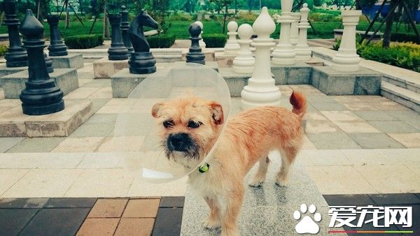 超马好手请半年无薪假 赴中国陪爱犬检疫