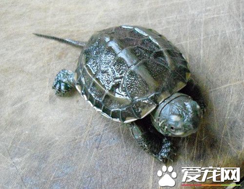 乌龟断爪 乌龟断爪的症状及治疗方法