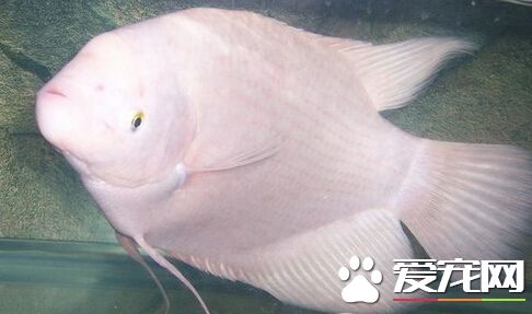 招财鱼吃什么食物 给予营养价值高的食物