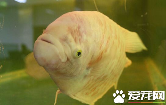 招财鱼身上有血丝 其充血病的防护技巧