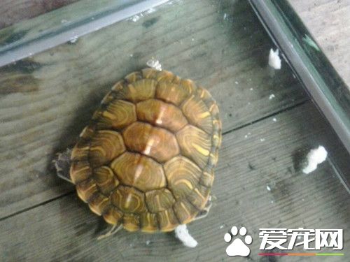 乌龟难产 乌龟难产的症状及治疗方法