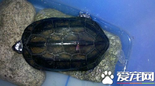 乌龟创伤 处理后的龟单独干放饲养7天左右