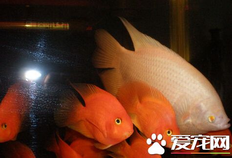 招财鱼眼睛颜色 招财鱼有红眼和黑眼之分