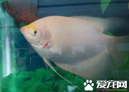 养招财鱼要多大的缸 不小于200升的鱼缸