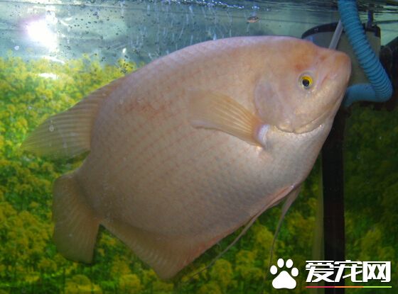 招财鱼习性 带大家了解招财鱼的生活习性