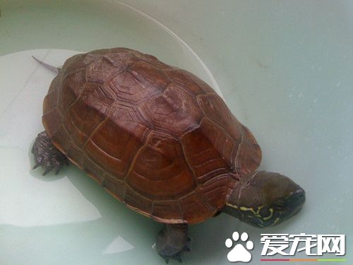 乌龟烂尾病 乌龟烂尾病的症状及治疗方法