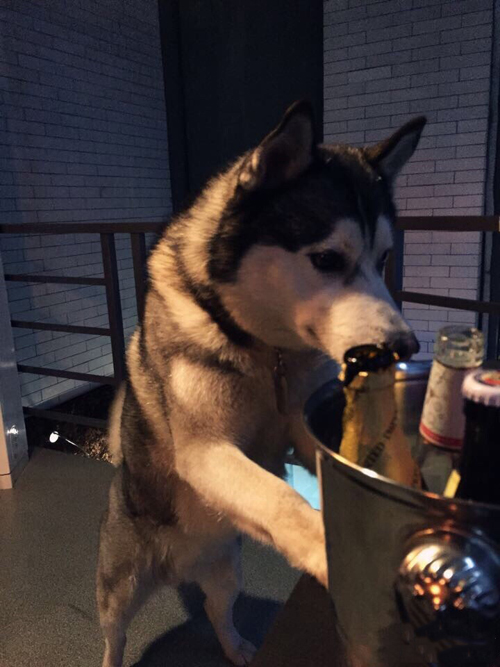 老板，给我来一杯忘情酒