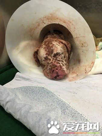比特犬被蜜蜂螫成大花脸 抛弃在医院孤单疗伤