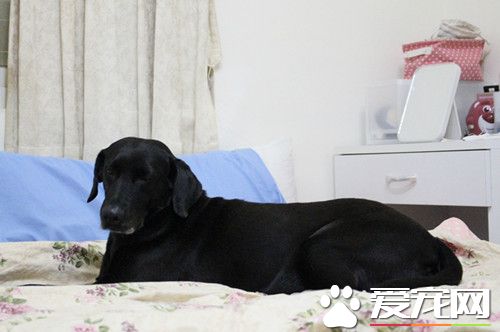 寄宿变落户 保育场公关犬喜获新家