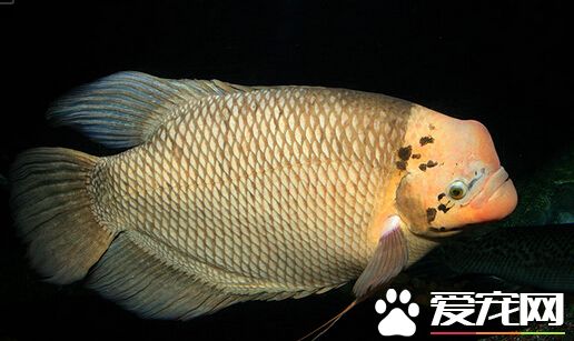 招财鱼没精神 招财鱼极有可能是生病了