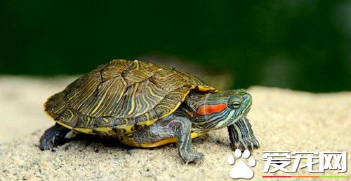 乌龟关节痛风 早期治疗用别嘌呤醇有一定效果