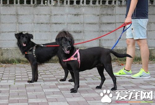 寄宿变落户 保育场公关犬喜获新家