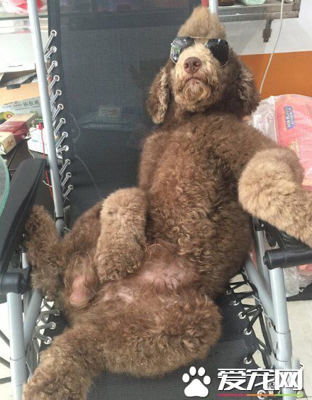 社会你汪哥，就四辣么拽