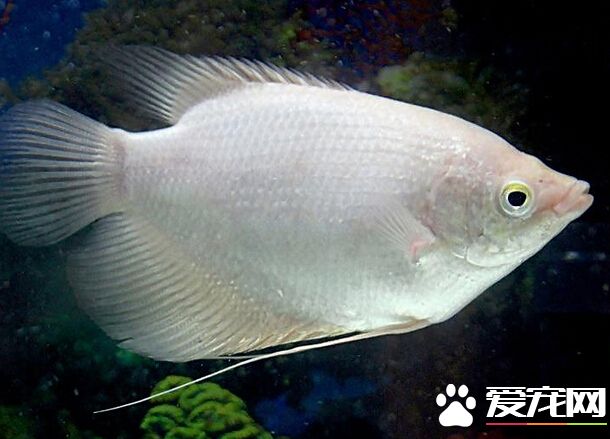 招财鱼病防治 带你了解招财鱼的常见病