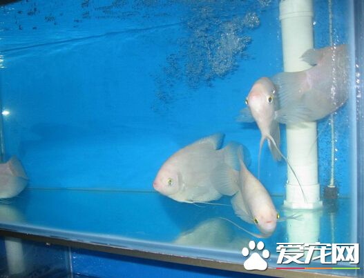 招财鱼有几个品种 招财鱼一共有8个品种