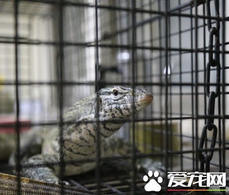 整理盆栽突冒1公尺尼罗巨蜥 保员捕抓差点被咬