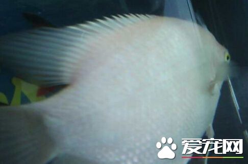 招财鱼身上有白毛 这是水霉病的症状
