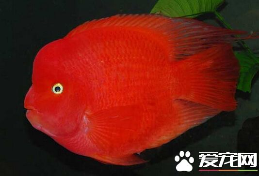 财神鱼价格 其价格主要是看品相和长度