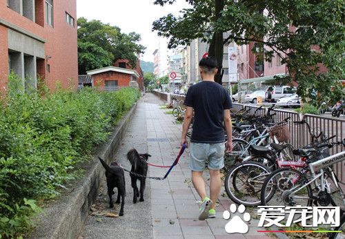 寄宿变落户 保育场公关犬喜获新家