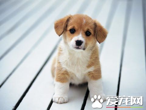 世界爱犬节颁金犬奖 奖金300万