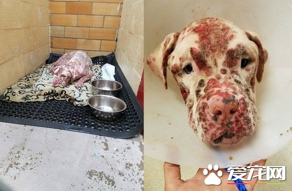 比特犬被蜜蜂螫成大花脸 抛弃在医院孤单疗伤