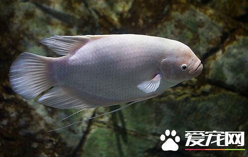 招财鱼尾巴烂了怎么治 定时换水很重要