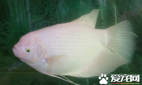 招财鱼肚子大 不同疾病其治疗方法不同