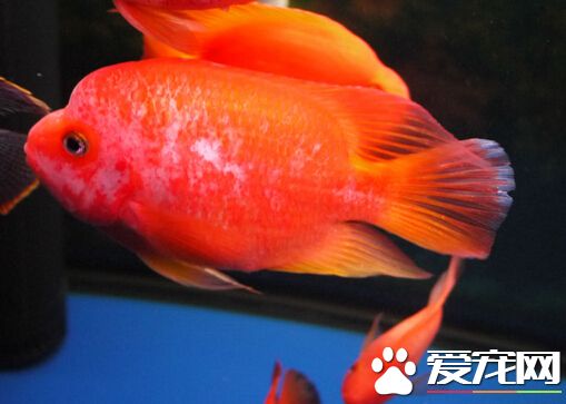 财神鱼是热带鱼吗 是最常见的热带鱼之一