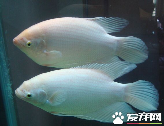 招财鱼红斑怎么治 其红斑治疗技巧分享