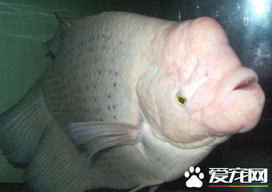 招财鱼多大起头 带大家了解招财鱼的起头