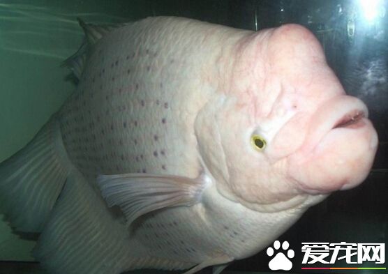 招财鱼能养多大 大概在20—69厘米左右