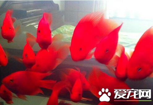 财神鱼身上烂了怎么办 一定要及时治疗