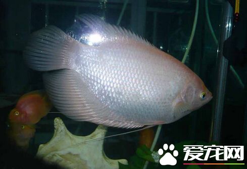 招财鱼多大起头 带大家了解招财鱼的起头