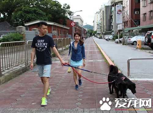 寄宿变落户 保育场公关犬喜获新家