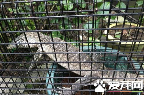 整理盆栽突冒1公尺尼罗巨蜥 保员捕抓差点被咬