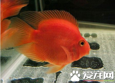 财神鱼特征 对大家了解财神鱼外形特点